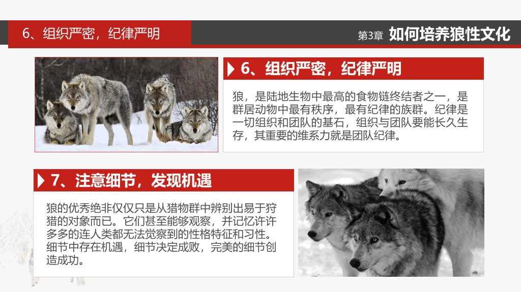 企业文化狼性精神培训PPT模板