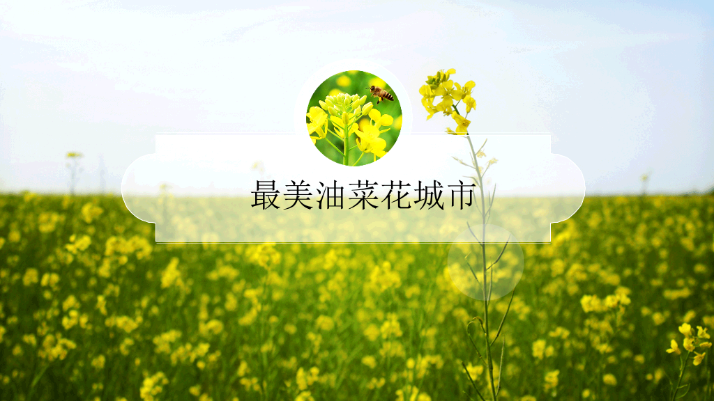唯美油菜花田风景PPT模板