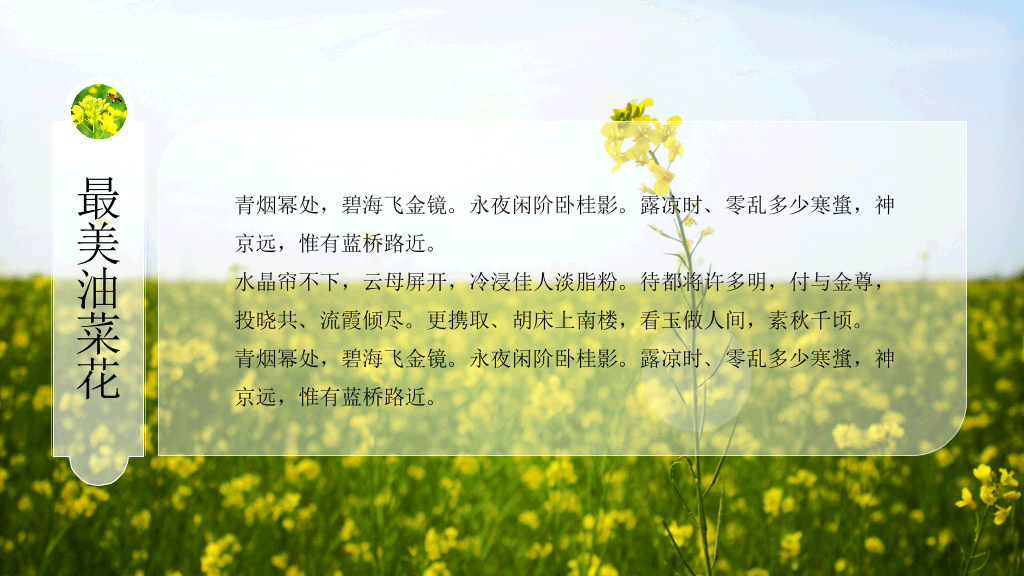 唯美油菜花田风景PPT模板