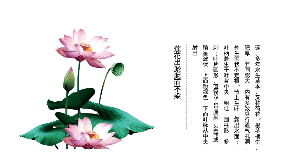 淡雅唯美荷花中国风PPT模板