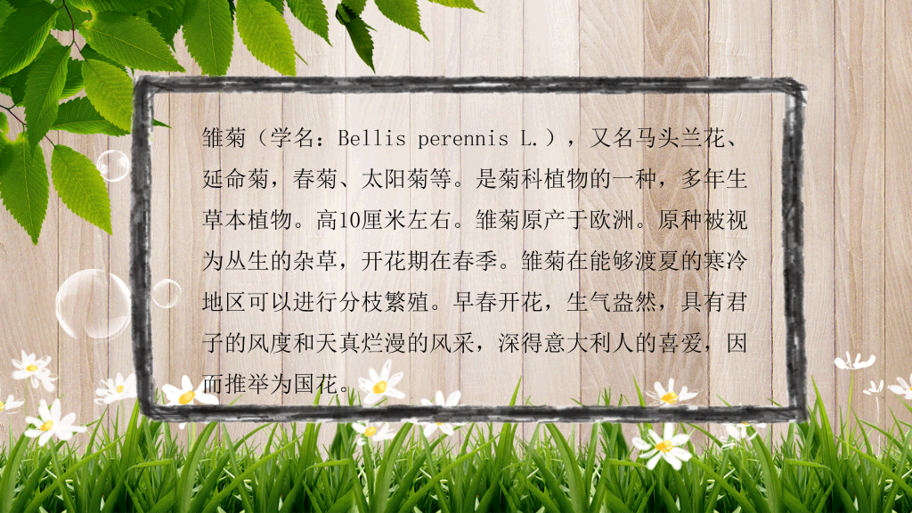 木纹木板绿叶小雏菊PPT模板