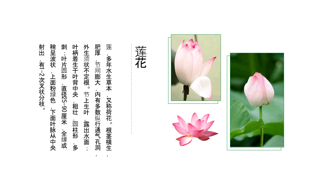 淡雅唯美荷花中国风PPT模板