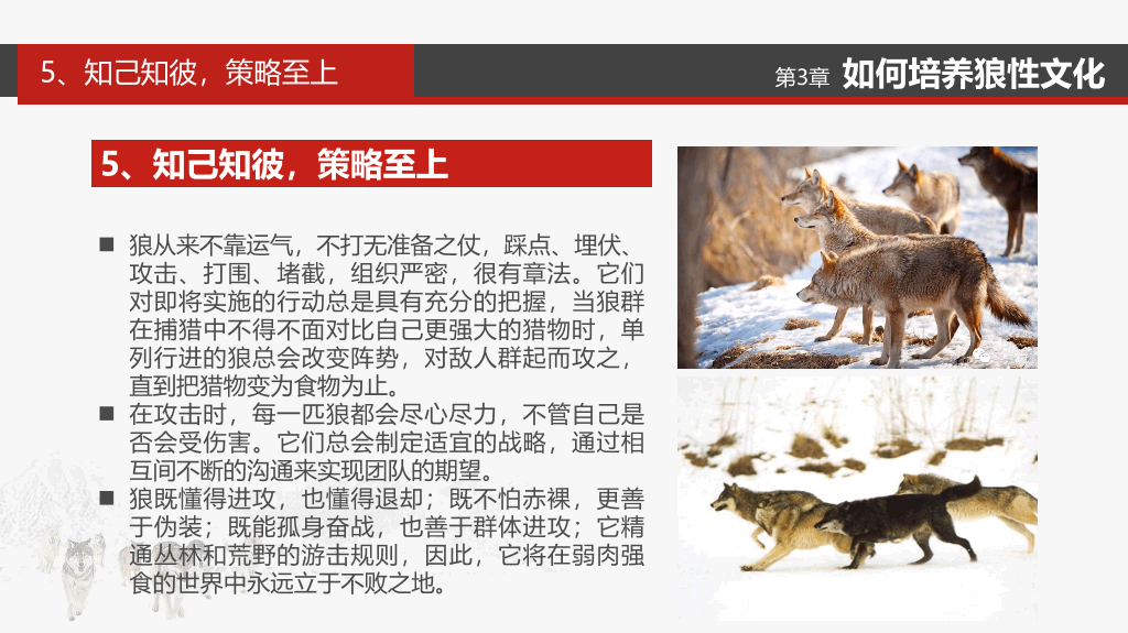 企业文化狼性精神培训PPT模板
