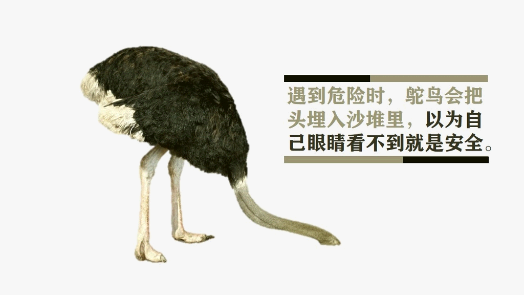 《鸵鸟心态》PPT作品欣赏