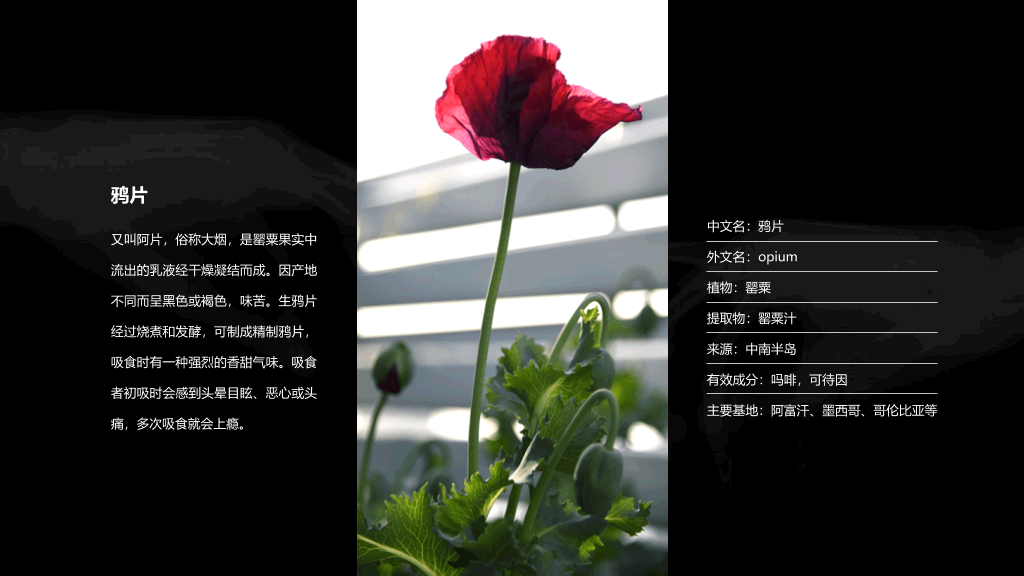 拒绝毒品禁毒教育课件PPT模板
