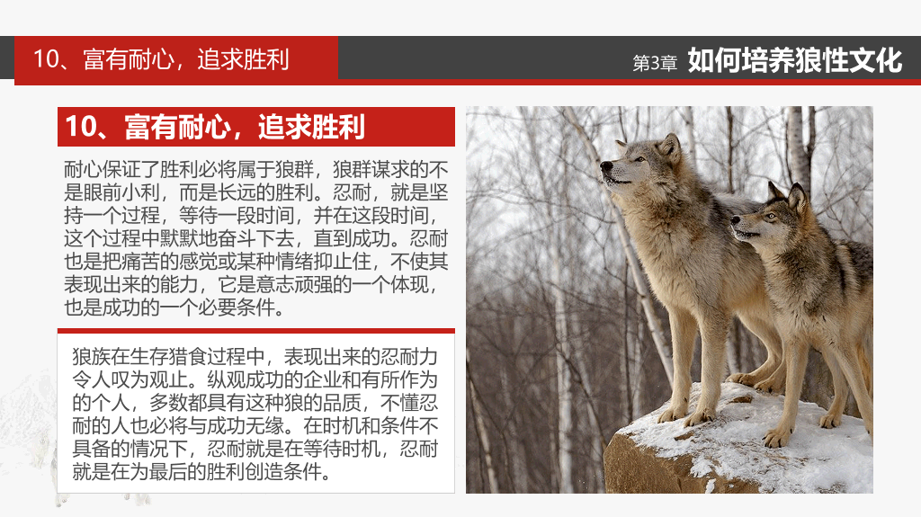 企业文化狼性精神培训PPT模板