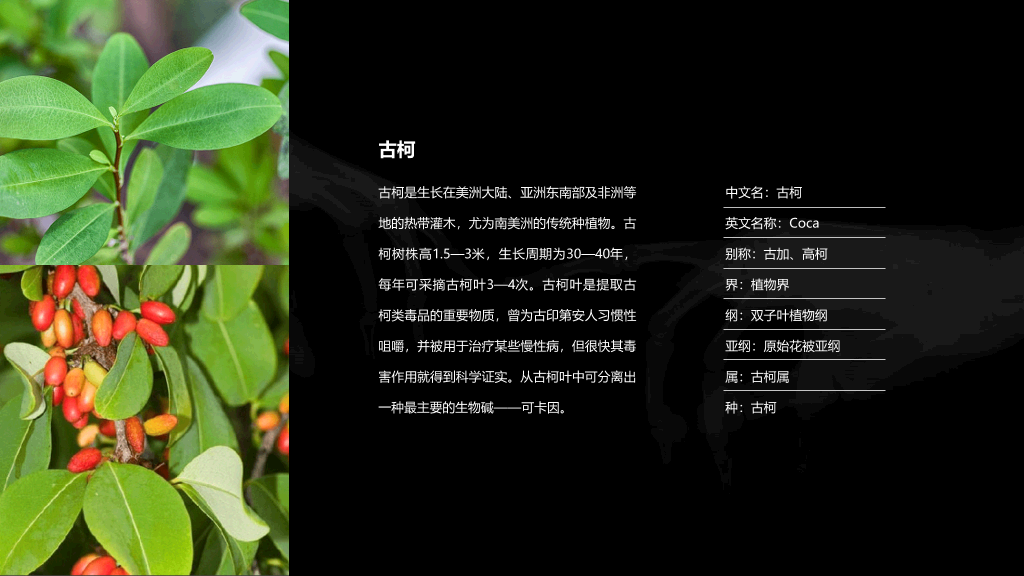 拒绝毒品禁毒教育课件PPT模板