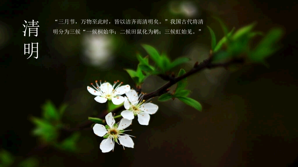 好看配图二十四节气PPT模板