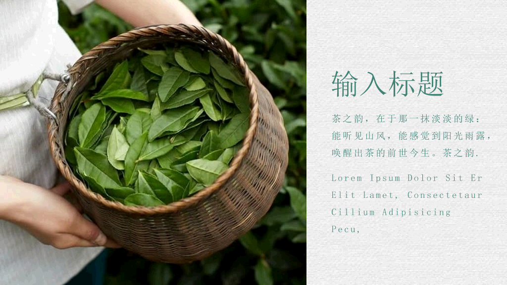 茶文化茶艺茶道PPT模板