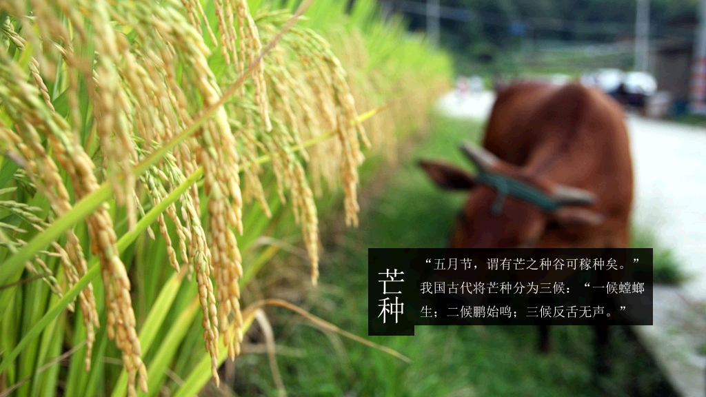 好看配图二十四节气PPT模板