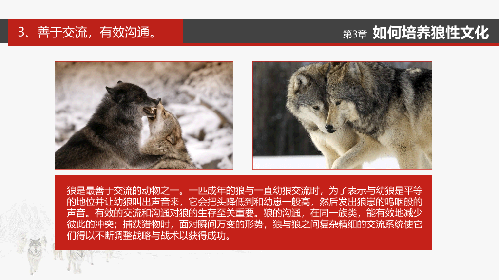 企业文化狼性精神培训PPT模板