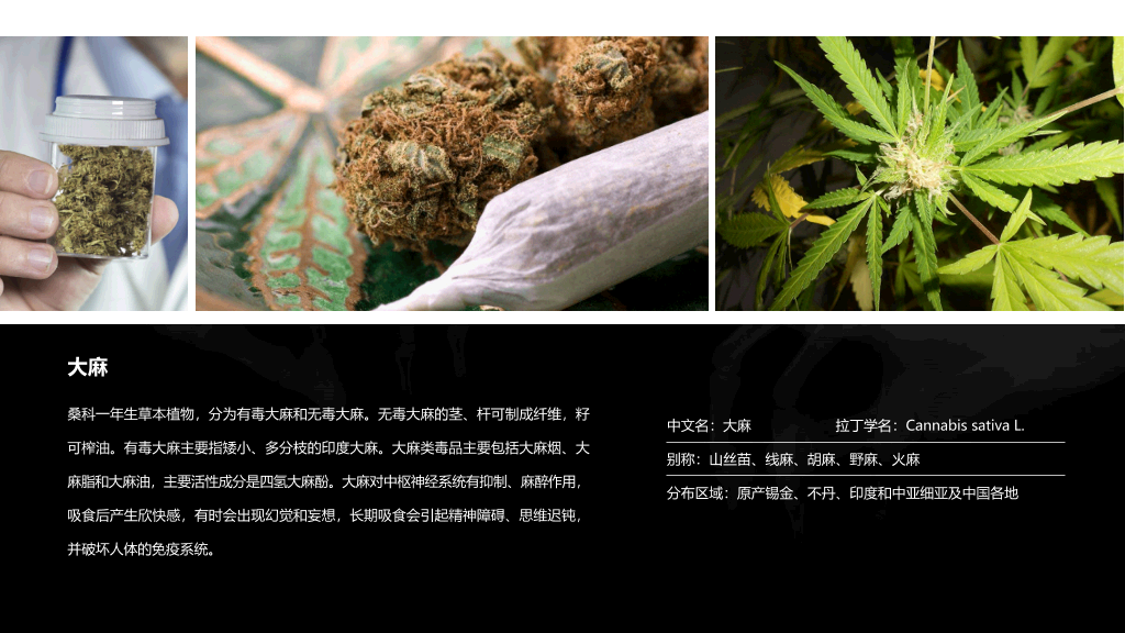 拒绝毒品禁毒教育课件PPT模板