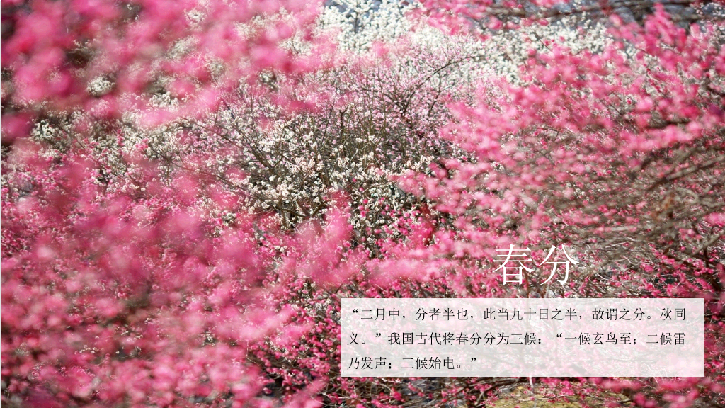 好看配图二十四节气PPT模板