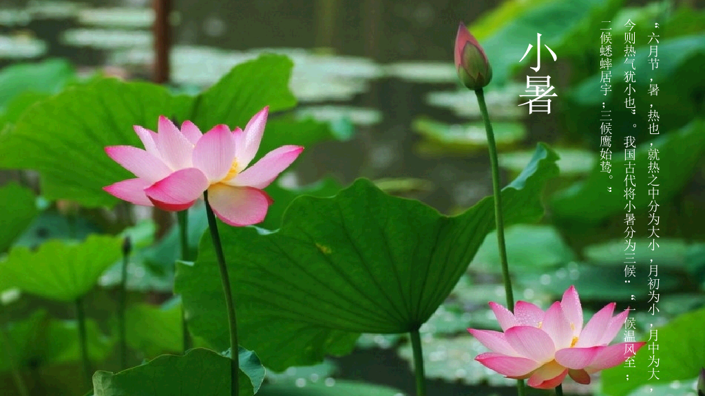 好看配图二十四节气PPT模板