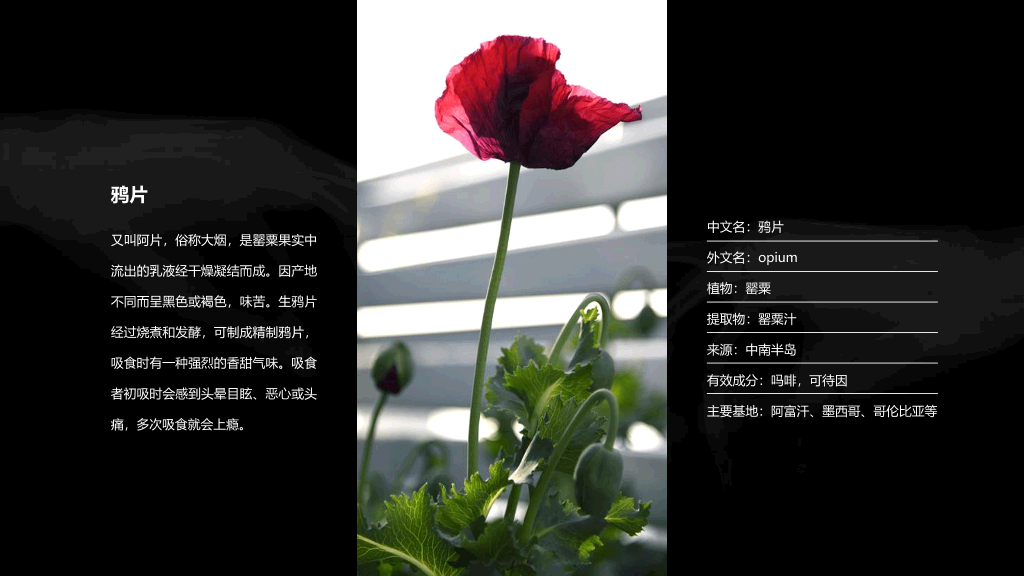 珍爱生命拒绝毒品禁毒教育课件PPT模板