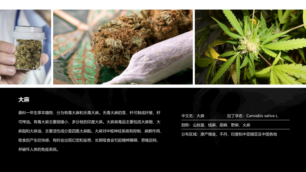 珍爱生命拒绝毒品禁毒教育课件PPT模板