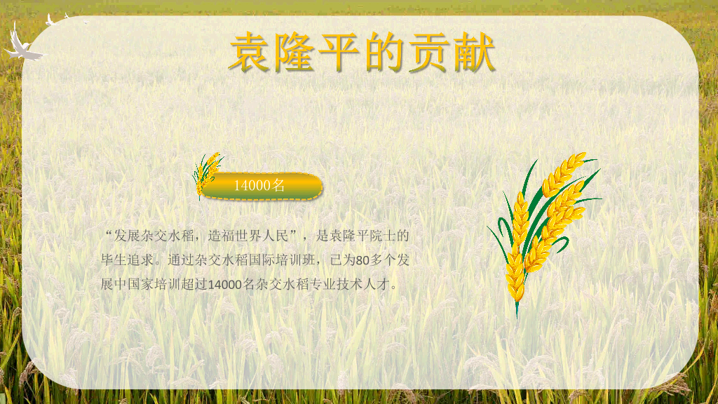 166#杂交水稻之父袁隆平-人物介绍