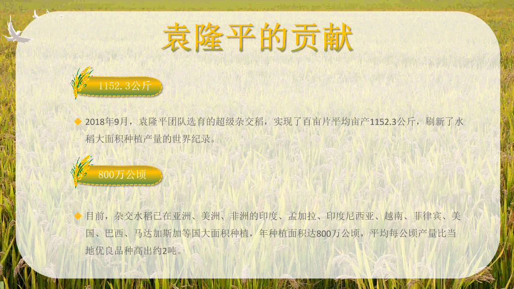 166#杂交水稻之父袁隆平-人物介绍
