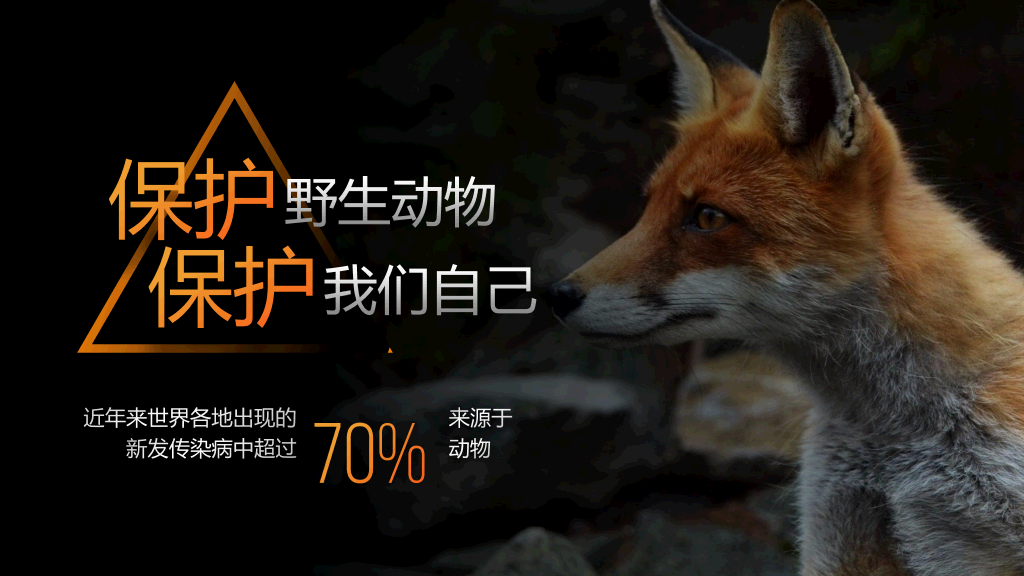 野生动物保护教育PPT模板